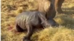 Родился носорожек. 😍🦏