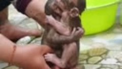 Волонтёры нашли и спасли двух маленьких обезьянок. Братья де...