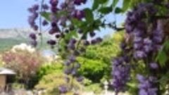 Японский сад . Видео группы Любимый Крым 