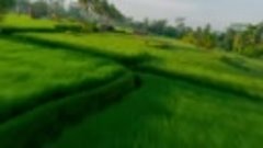Рисовые террасы Манчан, Джаньяр