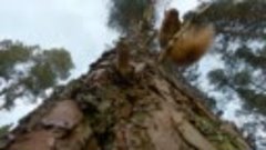 Milkshake Secret Life of the Forest S01E06 ~ Red Squirrels