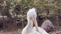 Кудрявый пеликан из красноярского зоопарка «Роев ручей»