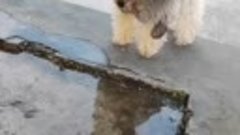 Собака увидела свое отражение в луже — и очень удивилась