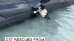 «Цепляющегося» за жизнь кота спасли во время наводнения в Ду...