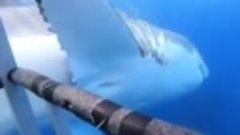  Да, акулы это немного страшновато.

