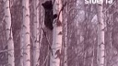 Медвежонка, застрявшего на дереве в Мошковском районе, спасл...