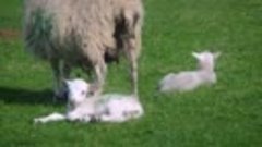 Milkshake Secret Life of the Forest S01E11 ~ Sheep &amp; Goats