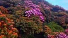 Rực rỡ hoa Đỗ Quyên - Lai Châu