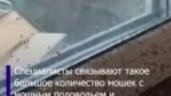 Жители двух российских регионов жалуются на нашествие мошкар...