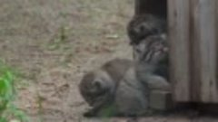 Дюжина маленьких манулов появилась на свет в зоопарке Новоси...