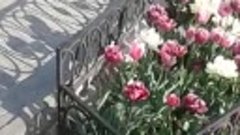 VID-20200412-WA0008.mp4