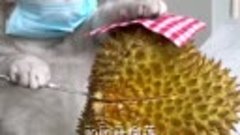 【Cat Cooking Food】这么臭的榴莲，你们为什么觉得美味？Durian jelly