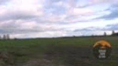 На полях под Тосно в Ленобласти заметили огромную стаю гусей