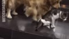 gif-dog-cat-fight-4723507