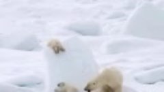 Медвежата играют в прятки с мамой-медведицей