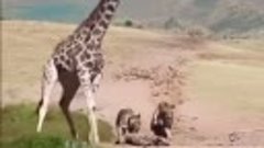 Жираф и львы_HD_