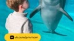 Мальчик и дельфин играют