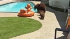 Медведица привела малышей из леса к бассейну.