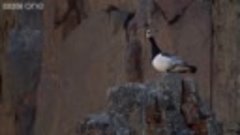Невероятный прыжок птенца со скалы