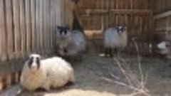 🐑 В челябинском зоопарке овцы решили подстричься
