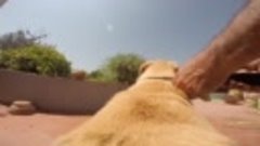 GoPro Dog - Take a ride on an excited labrador dog&#39;s back
