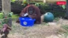 В одном из зоопарков Флориды орангутанг Сандра неожиданно дл...