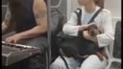 музыкант в метро очаровал собаку 😂