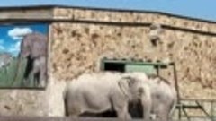 Видео 16  _ Трагедия которая произошла со слонихой  сильно п...