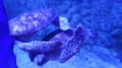 Гранд аквариум. Обитатели Красного моря