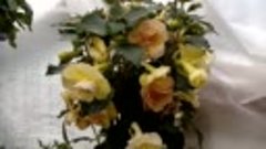 АХИМЕНЕС  Yellow Englis Rose. https://ok.ru/profile/57805520...