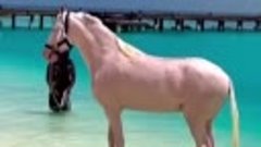 Конь в Мальдивской водичке 😍

Необычное видео, да?
