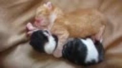 Двое милых котят спят в обнимку друг с другом