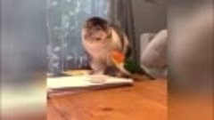 Кот подрался с попугаем за еду