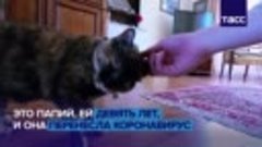 Кошка, которая победила коронавирус