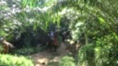Тест-драйв слона в джунглях