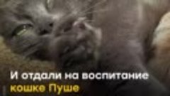 Кошка в Крыму стала приемной мамой для бельчат