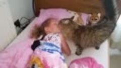 Кошка будит дочку в школу