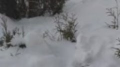 видео обзор моего зимнего сада.
