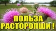 ПОЛЬЗА РАСТОРОПШИ. ЧИСТКА ПЕЧЕНИ. ПРИМЕНЕНИЕ РАСТОРОПШИ ДЛЯ ...