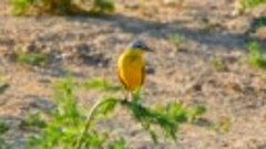 Птички Долгодеревенского. Жёлтая трясогузка, или пли́ска.