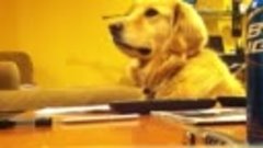 Милая собака слушает музыку)