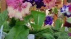 цветение стрептокарпусов апрель 2024, сажайцветы.рф