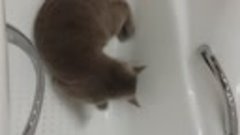 Воды котам