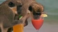 Пьяные обезьяны