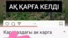 Райымбек ауданына ақ қарға келді