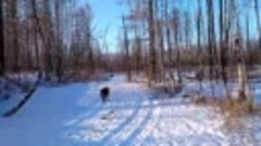 Моя бурят-монгольская орда на прогулке в лесу))) Орда полнос...