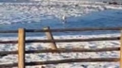 В Амгинском районе Якутии в апреле заметили лебедя.
