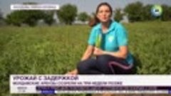 Неурожайный сезон арбузов в Молдове
