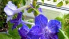 #Красивоцветущие комнатные растения круглый год для дома, кв...