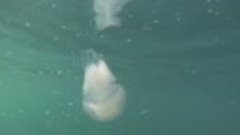 Адлер, Чёрно море, рыбы атакуют медузу. 